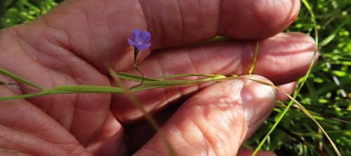 Image of Psoralea laxa by (c) linkie, some rights reserved (CC BY)