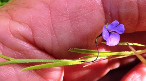 Image of Psoralea laxa by (c) linkie, some rights reserved (CC BY)