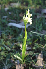Dactylorhiza insularis