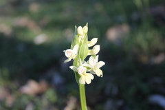 Dactylorhiza insularis