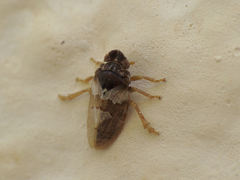 Tettigometra obliqua