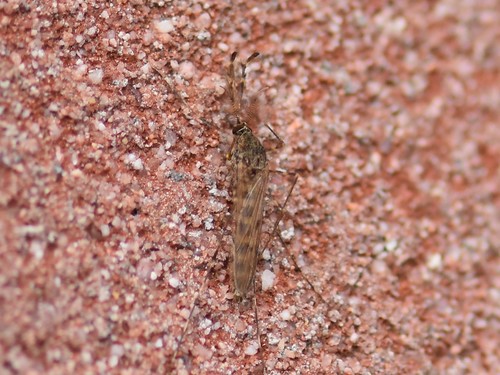 Banded house mosquito, Groesbeek, Nieuweweg 65, Nederland, photo 7 of 10