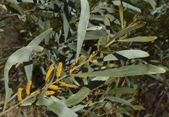 Acacia cowleana