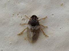 Tettigometra obliqua