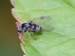 Polyporivora picta