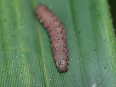 Noctua fimbriata