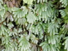 Catharomnion ciliatum