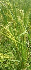 Poaceae
