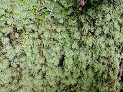 Catharomnion ciliatum