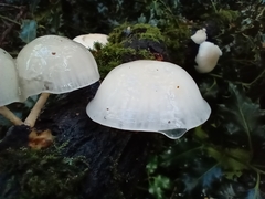 Oudemansiella mucida