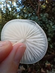 Oudemansiella mucida