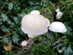 Oudemansiella mucida