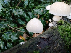 Oudemansiella mucida