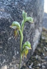 Pterostylis pusilla