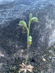 Pterostylis pusilla