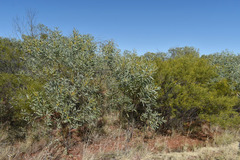 Acacia cowleana