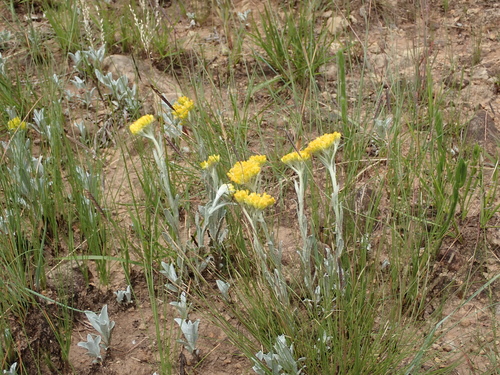 Image of Helichrysum oreophilum by no rights reserved