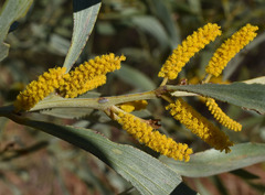Acacia cowleana