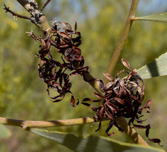 Acacia cowleana