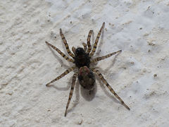 Arctosa perita