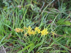 Solidago