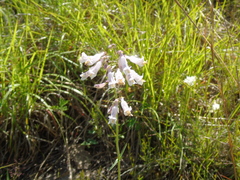 Penstemon