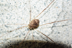 Leiobunum blackwalli