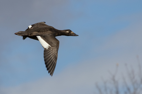White-winged Scoter, photo 4 of 9