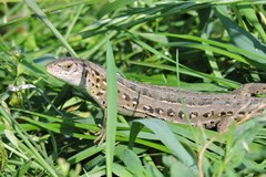 Lacerta agilis chersonensis