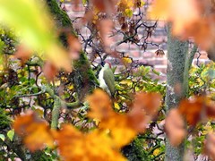 Picus viridis