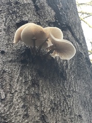 Oudemansiella mucida