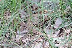 Lacerta agilis chersonensis