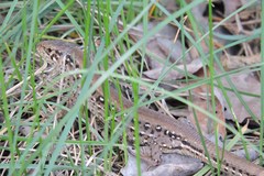 Lacerta agilis chersonensis