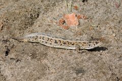 Lacerta agilis chersonensis