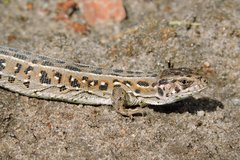 Lacerta agilis chersonensis
