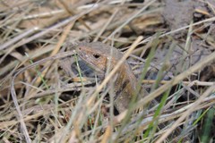 Lacerta agilis chersonensis
