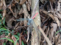 Lathrecista asiatica