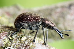 Involvulus cupreus
