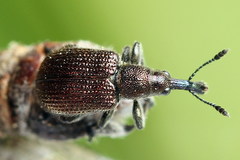 Involvulus cupreus