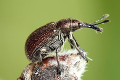 Involvulus cupreus