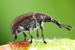 Involvulus cupreus
