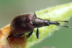 Involvulus cupreus