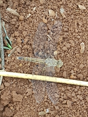 Brachythemis