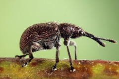 Involvulus cupreus