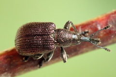 Involvulus cupreus