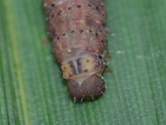Noctua fimbriata