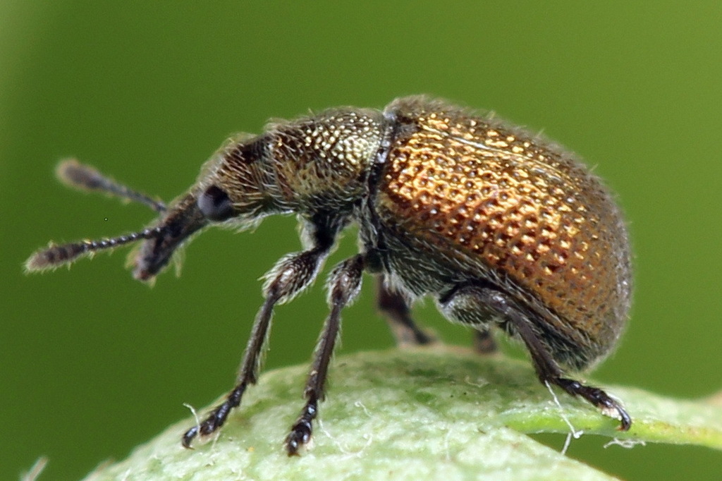 Involvulus
