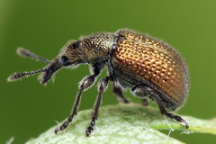 Involvulus cupreus