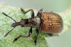 Involvulus cupreus