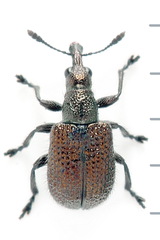 Involvulus cupreus